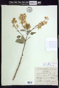 Galphimia paniculata image