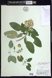 Galphimia floribunda image