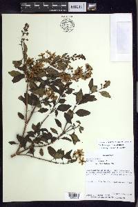 Galphimia speciosa image