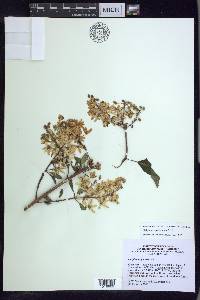 Galphimia paniculata image