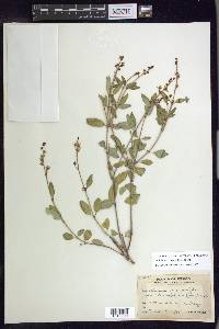 Galphimia angustifolia image