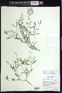 Galphimia angustifolia image