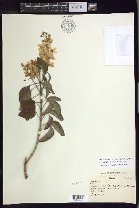 Galphimia floribunda image