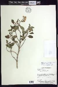 Galphimia speciosa image