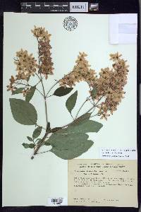 Galphimia paniculata image