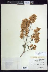 Galphimia paniculata image