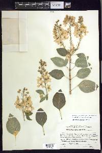 Galphimia floribunda image