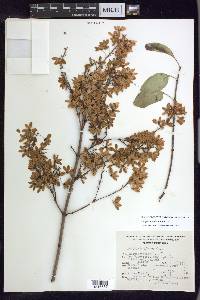 Galphimia paniculata image