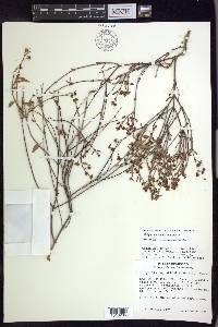 Galphimia angustifolia image