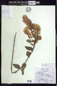 Galphimia multicaulis image