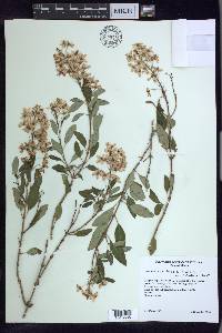 Galphimia speciosa image