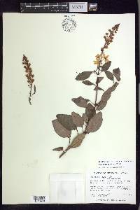 Galphimia grandiflora image