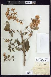 Galphimia paniculata image