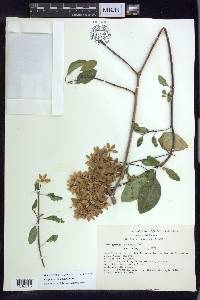 Galphimia paniculata image