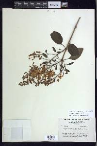 Galphimia paniculata image