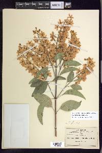 Galphimia paniculata image