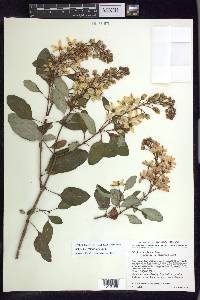 Galphimia grandiflora image