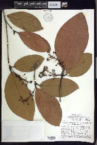 Burdachia sphaerocarpa image