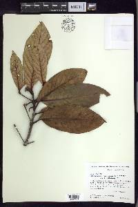 Acmanthera parviflora image