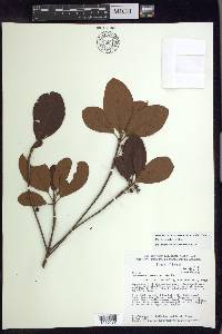 Pterandra arborea image