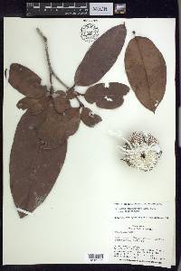 Burdachia sphaerocarpa image