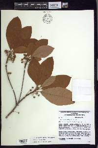 Pterandra arborea image