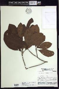 Pterandra arborea image