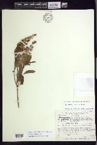 Galphimia gracilis image