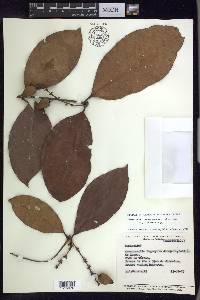 Burdachia sphaerocarpa image