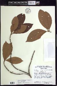 Pterandra arborea image