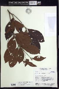 Pterandra arborea image