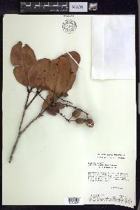 Burdachia sphaerocarpa image