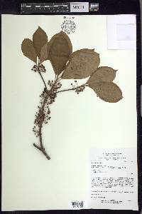 Pterandra arborea image