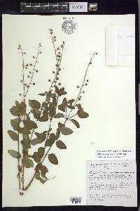 Galphimia brasiliensis image