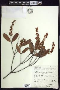 Blepharandra angustifolia image