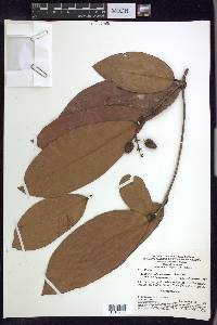 Burdachia sphaerocarpa image