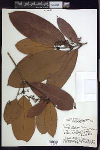 Burdachia sphaerocarpa image