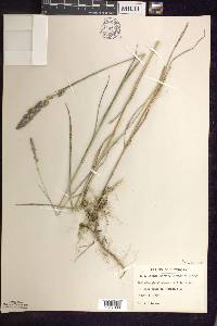 Muhlenbergia glomerata image