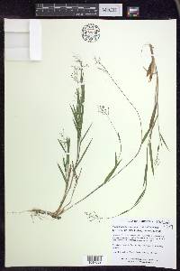 Dichanthelium acuminatum subsp. columbianum image