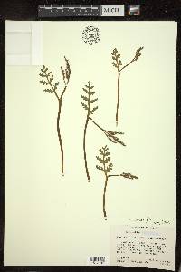 Botrychium matricariifolium image