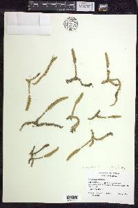 Lycopodiella inundata image