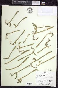 Lycopodiella subappressa image
