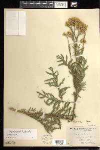 Tanacetum vulgare image