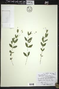 Moehringia lateriflora image