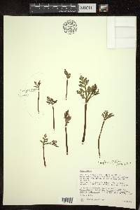 Botrychium matricariifolium image