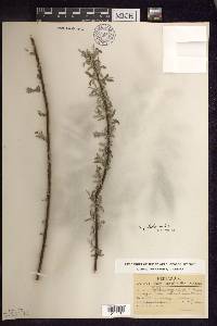 Salix petiolaris image