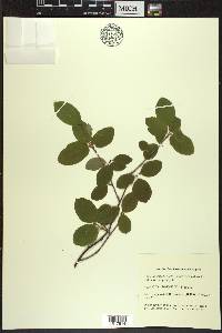 Amelanchier bartramiana image