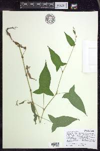 Persicaria arifolia image