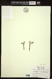 Botrychium matricariifolium image