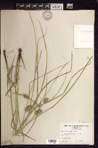 Carex tuckermanii image